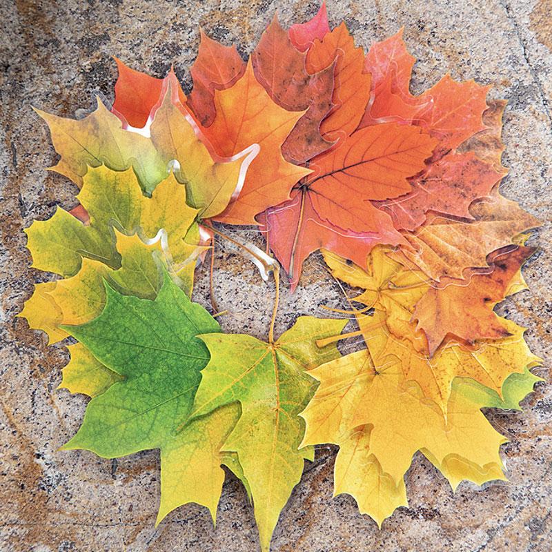 ST806 シール 紅葉 葉っぱ モミジ 楓 カエデ 落ち葉