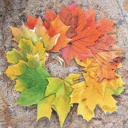 ST806 シール 紅葉 葉っぱ モミジ 楓 カエデ 落ち葉